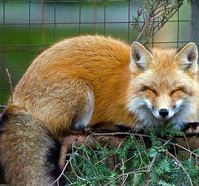 狐狸眼睛会笑，弯成一座桥