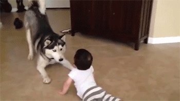 小主人与狗狗吵架，完胜！