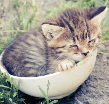 喵星人到碗里去睡觉了