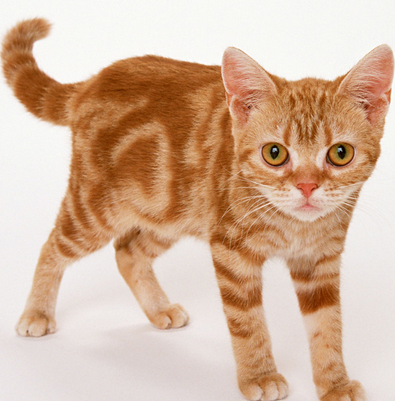 undefined{{pos:,w:,h:}}