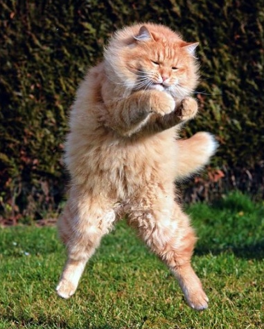 喵星人蹦起来了