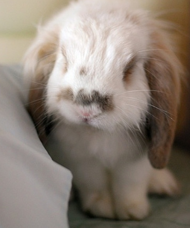 (｡･∀･)ﾉﾞ嗨，醒醒！