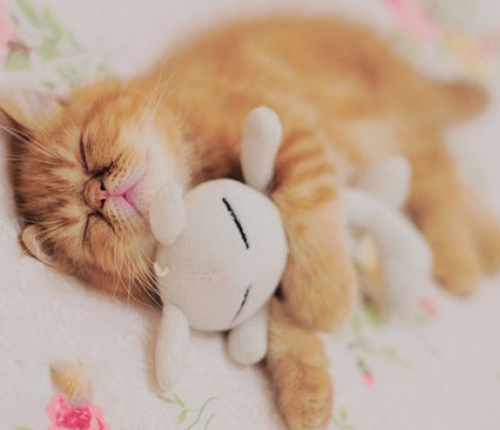 没有抱枕我睡不着