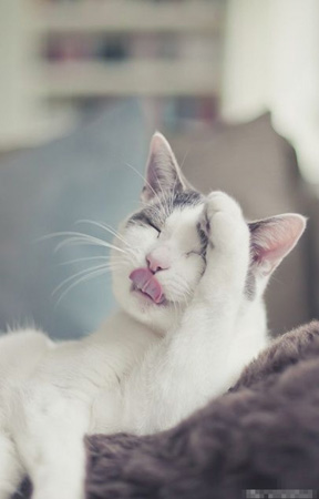 萌猫的新发型~~