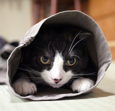 别躲了已经看到你了