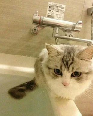 简直不能愉快共存了，居然这么轻易就混进了洗澡间