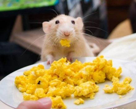 玉米味的爆米花是哥的最爱啊