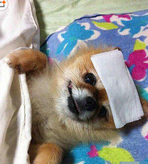 照顾生病发烧变成的热狗