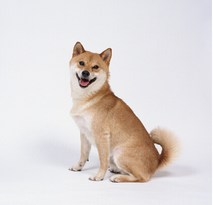 狗狗被主人染成熊猫模样萌翻周围居民