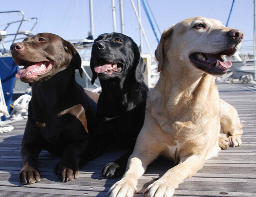 狗狗遭人狠心遗弃 好心人争相去饲养它