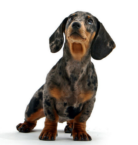 狗狗遭人狠心遗弃 好心人争相去饲养它