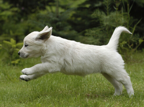 狗狗因男主人打骂出走 女主人吵着要离婚