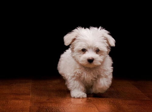 狗狗打架 狗主人看了不乐意也动起手来