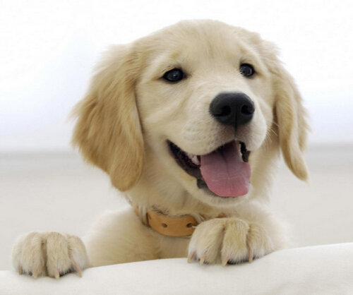 狗狗坚持游泳 每天都要来回游上50多趟