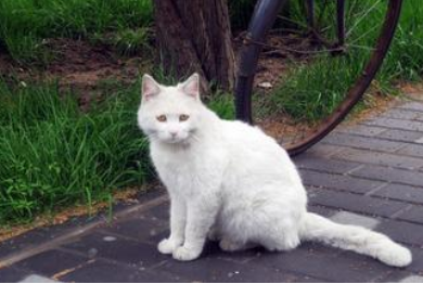 undefined{{pos:,w:,h:}}