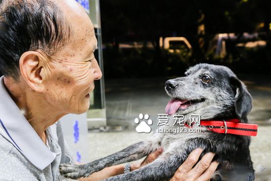 86岁老爷爷寻回10岁爱犬 中秋节前重聚