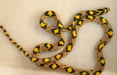 undefined{{pos:,w:,h:}}