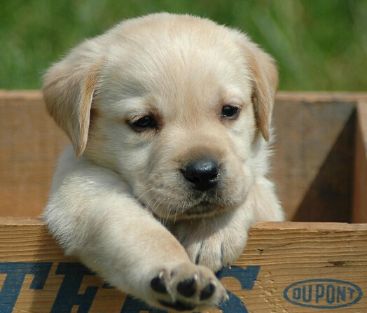 狗狗因男主人打骂出走 女主人吵着要离婚