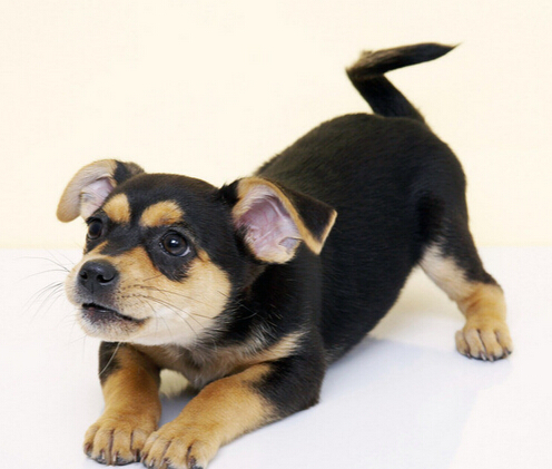 狗狗被主人染成熊猫模样萌翻周围居民