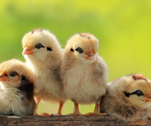 undefined{{pos:,w:,h:}}