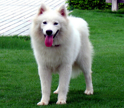 狗狗因男主人打骂出走 女主人吵着要离婚