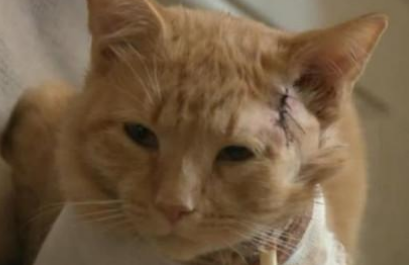 undefined{{pos:,w:,h:}}