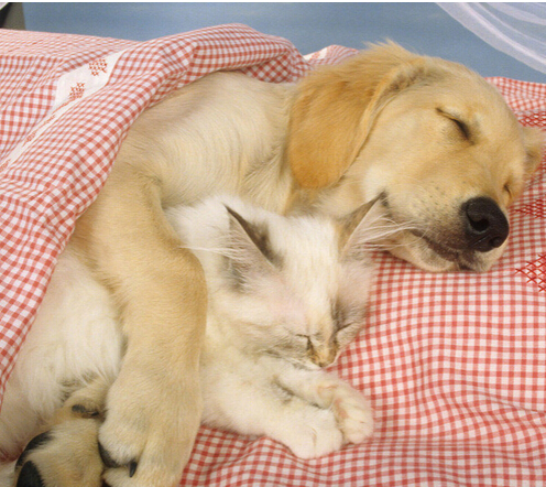 顺义警方顺利破获特大偷狗猎狗案件