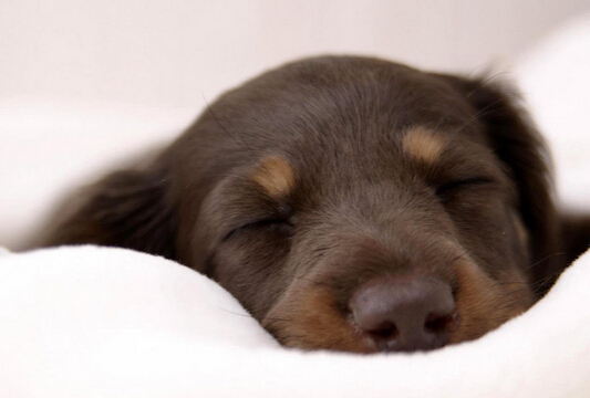 狗狗坚持游泳 每天都要来回游上50多趟