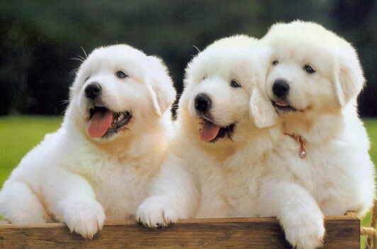 狗宝宝被人抢走 狗妈妈整体以泪洗面