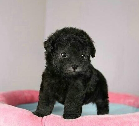 经过主人６周训练狗狗成功学会认字