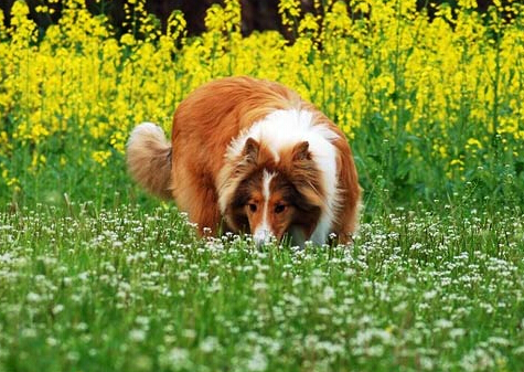 经过主人６周训练狗狗成功学会认字