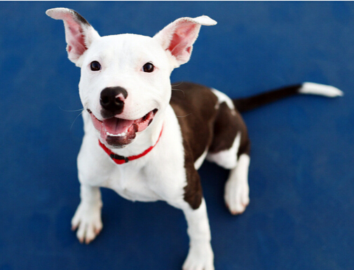 顺义警方顺利破获特大偷狗猎狗案件