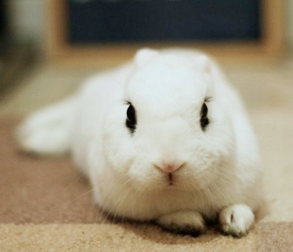 小白兔白又白！