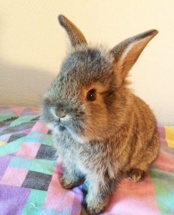 别惹我，我很凶的！