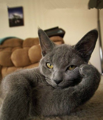 有事儿赶紧说，没事哥休息了！