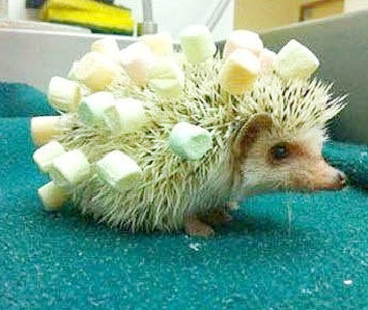 麻麻要给我做发型