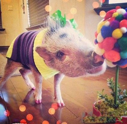 其实我的造型挺美的