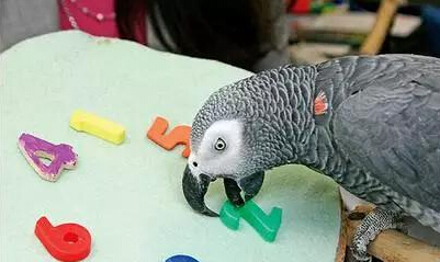 超聪明鹦鹉堪比三岁小孩 不幸早逝