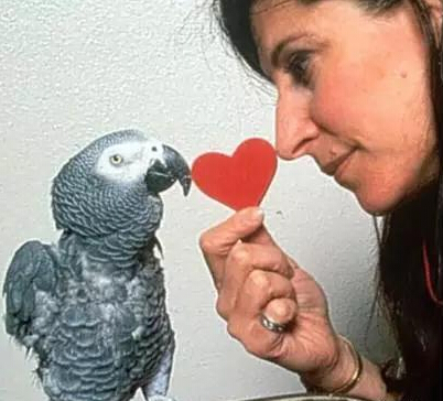 超聪明鹦鹉堪比三岁小孩 不幸早逝