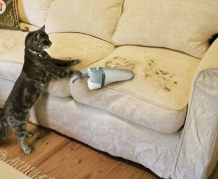 遇到这样的猫咪，就收了它吧！