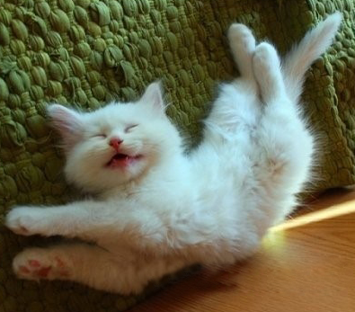 睡梦中也能把柔术做到位