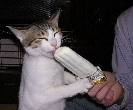 嚯嚯~主人给我吃雪糕~