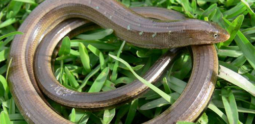 帝王蛇蜥