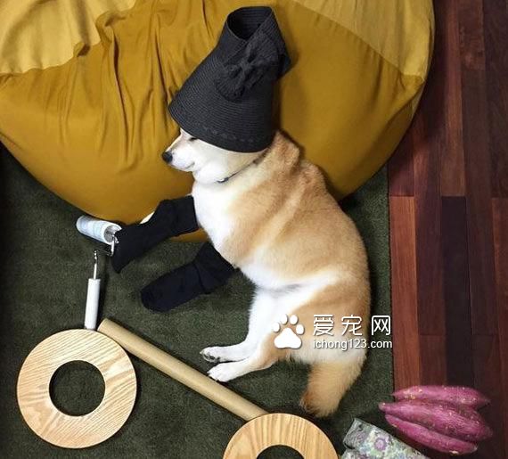 教你给睡梦中的狗狗打造文艺气质！