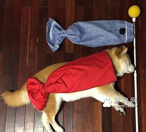 教你给睡梦中的狗狗打造文艺气质！