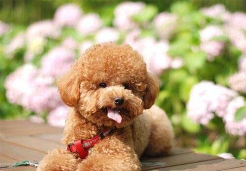 泰迪狗眼睛流泪怎么办 是常见症状之一