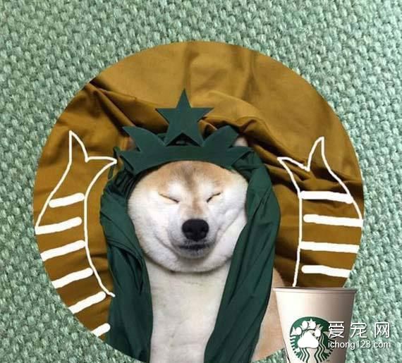 教你给睡梦中的狗狗打造文艺气质！