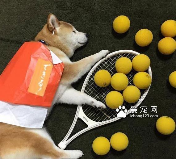 教你给睡梦中的狗狗打造文艺气质！