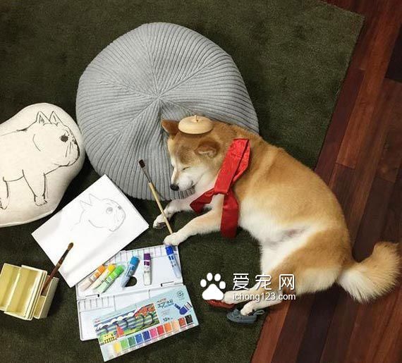教你给睡梦中的狗狗打造文艺气质！