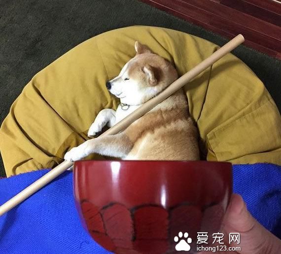 教你给睡梦中的狗狗打造文艺气质！